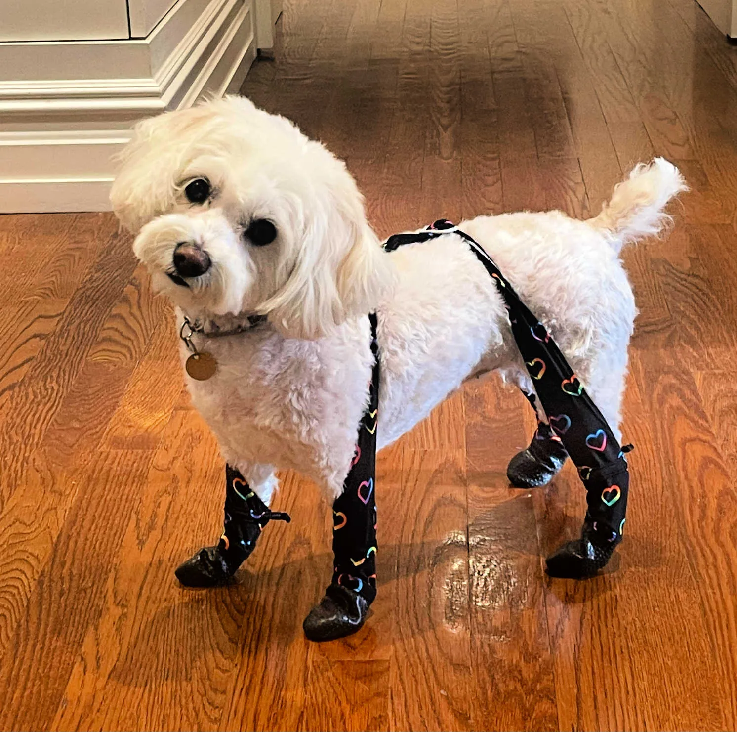 Adjustable Fit Boot Leggings — [ ꜰɪɴᴀʟ ꜱᴀʟᴇ]