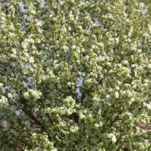 crabapple spring snow 5 gallon pot