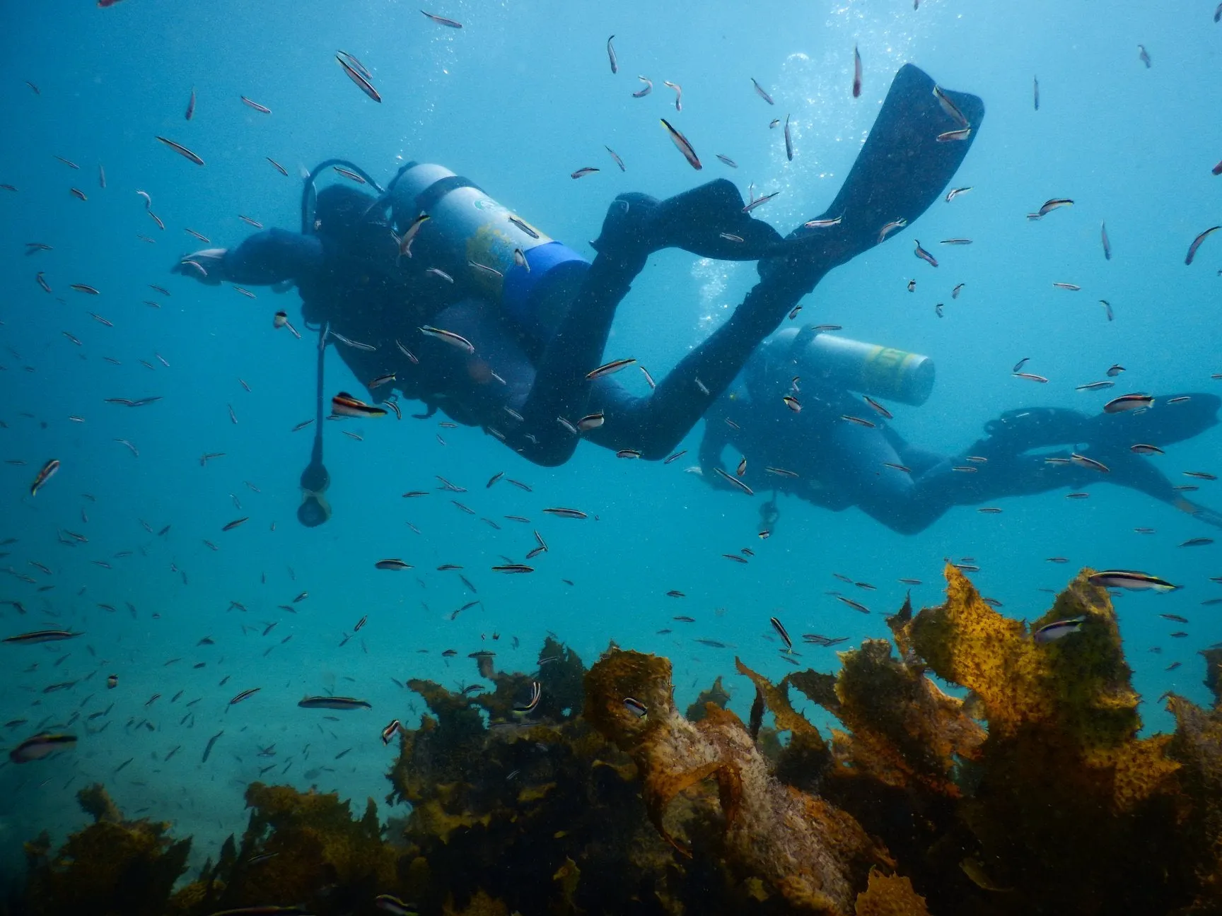 PADI Open Water Diver - Learn How to Dive: Saturday Start